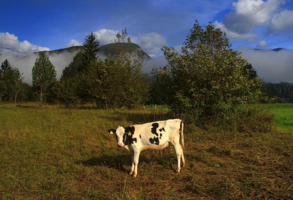 Apartmaji Pri Marodnu Bohinj Exteriör bild